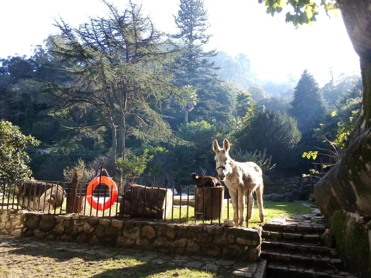 Quinta Do Castanheiro Hotell Sintra Exteriör bild